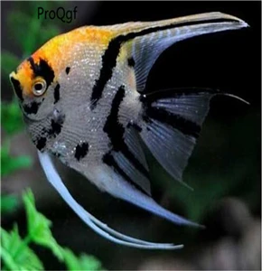 Ngryise 50 Шт Набор Aplocheilichthys Normani - Цвет: Pterophyllum scalare