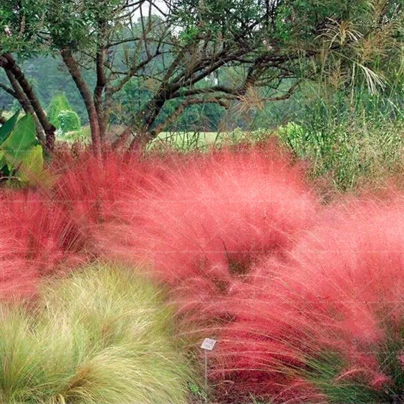 

500Pcs Pink muhlygrass Bonsai Hairy Awn Muhly Bonsai Hairawn Muhly Flower Bonsai Zinfandel flowers Courtyard ornamental plants