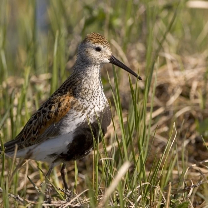 Dunlin Standing In Tall Sedge Grass On Arctic Tundra North Slope Alaska Summer Poster Print (34 x 22)