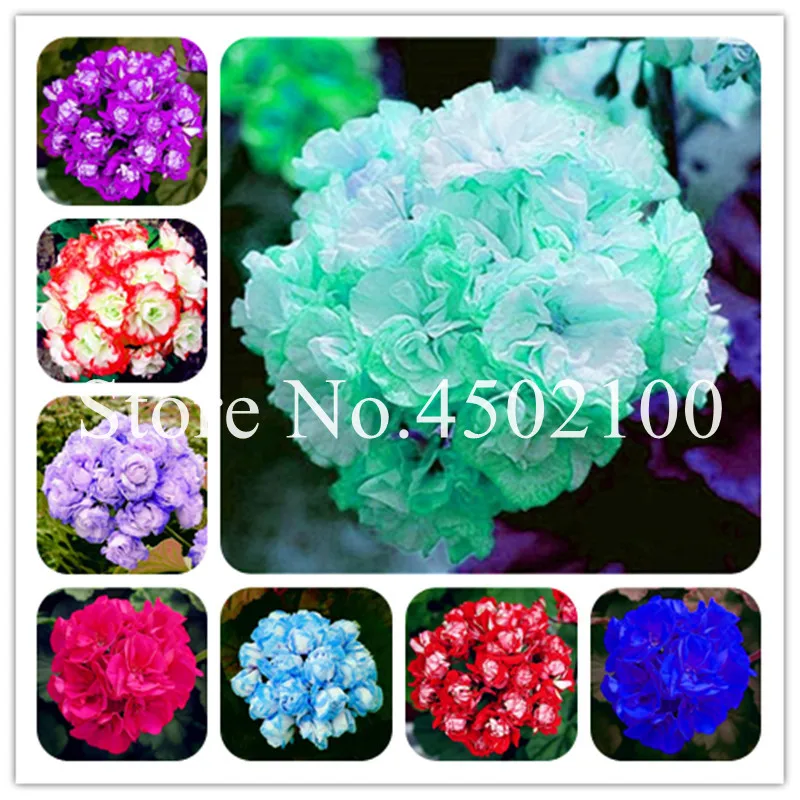 110 Pcs Colorful Geranium Bonsai Plantas Perennial Bonsai Flower Pelargonium Peltatum Flores Potted Geranium For Home Garden 110 Pcs Colorful Geranium Bonsai Plantas Perennial Bonsai Flower Pelargonium Peltatum Flores Potted Geranium For Home Garden