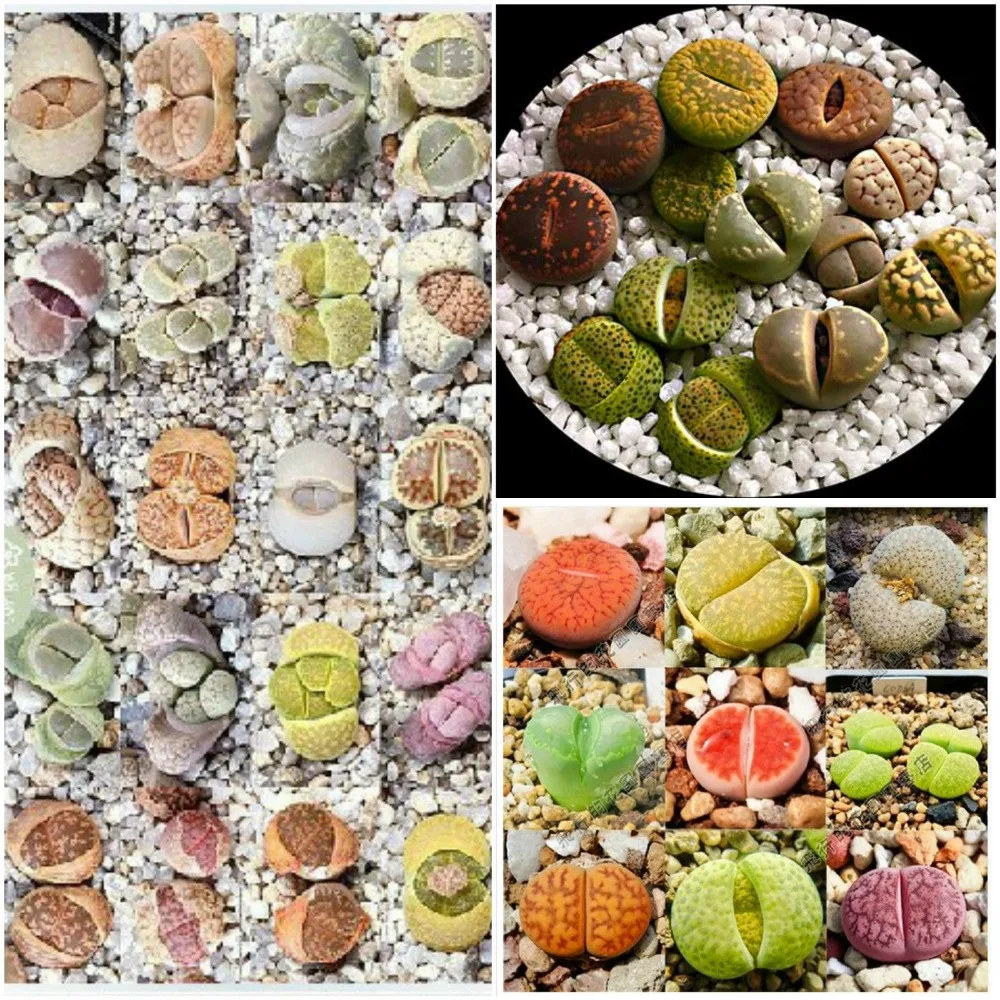 eb stone organics cactus and succulent