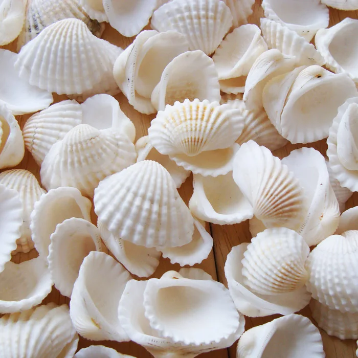 

AIBEI-Mediterranean Style White Seashell 50PCS/LOT Diy Polished Natural conch Decoration Photo Props aquarium landscape Crafts