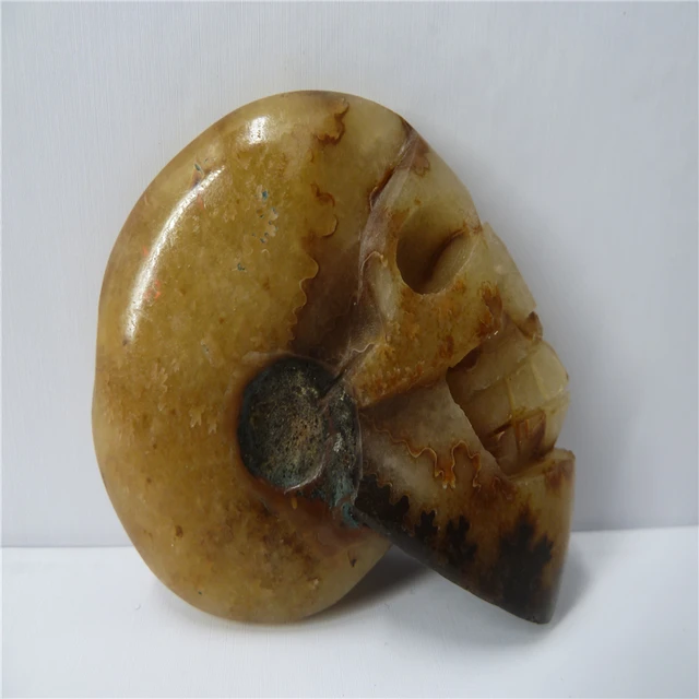 Cheap  NATURAL Conch fossil Crystal carved skull HEALING  T443 Cheap  NATURAL Conch fossil Crystal carved skull HEALING  T443