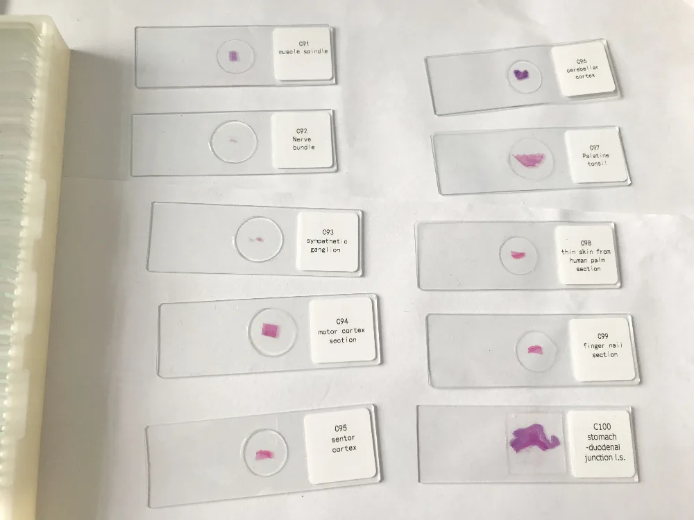 histology prepared slides (9)