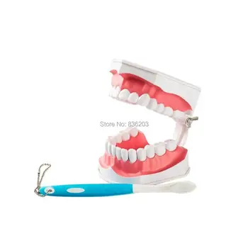 

Dental lab equipment teeth whitening Dentist Human anatomical skull skeleton Teaching Study Brushing Model with Toothbrush