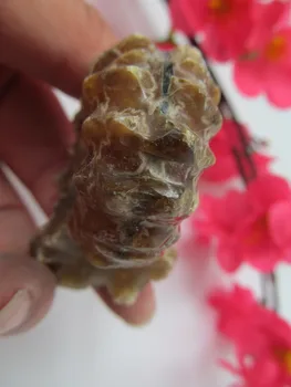 

Top Quality Rare Polished "Goat Horn" Douvilleiceras Ammonite Fossil 52g