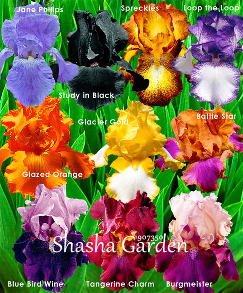 

50 pcs Bonsai Bearded Iris Flower Rare Orchid flower Bonsai Potted Plants Orquideas Flore Potted plant DIY Garden Decoration