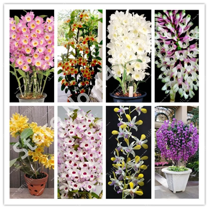 

Promotion!! 100 Pcs Dwarf Dendrobium Bonsai, Potted Plant Flower In Bonsai Rare Orchid Plants for Home Garden,Budding Rate 97%