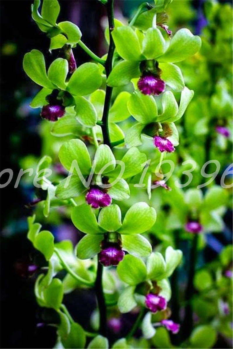 Big Promotion!! 100 Pcs Dendrobium Bonsai, Potted Plant Flower In Bonsai Rare Orchid Plants for Home Garden,The Budding Rate 95%