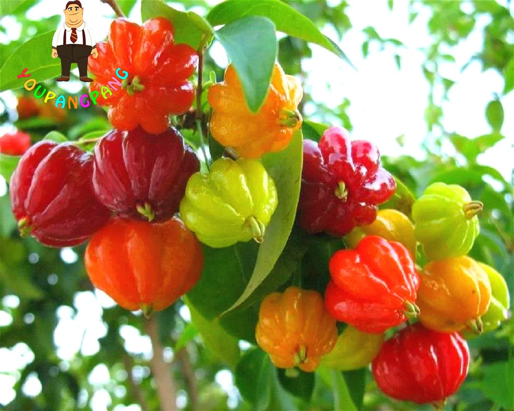 10Pcs Surinam Cherry plants Pitanga Fruit plants Brazilian Cherry Red