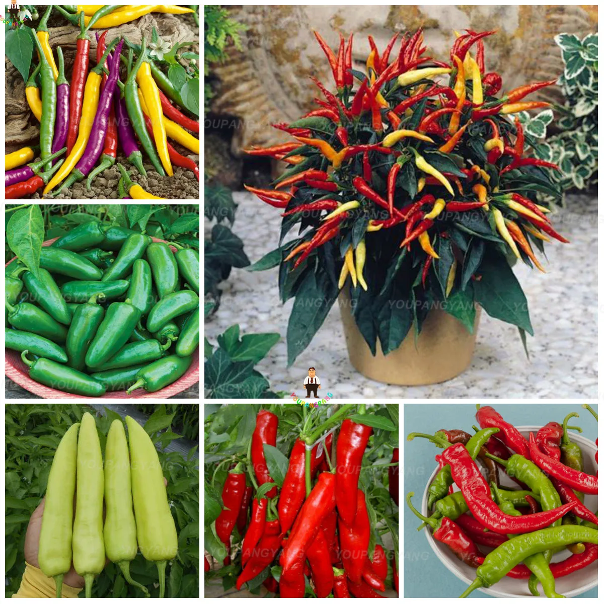 Buy Bonsai 100 Pcs/pack Mixed Chilli Pepper Flower