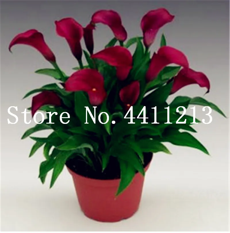 Черная Калла Цветок В Горшке Купить Спб