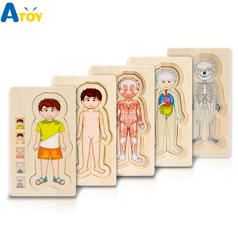 

Children Educational Toys Wooden Human Body Puzzle Boys Girls Body Structure Multi-layer Children Puzzles Kids Educational Toys