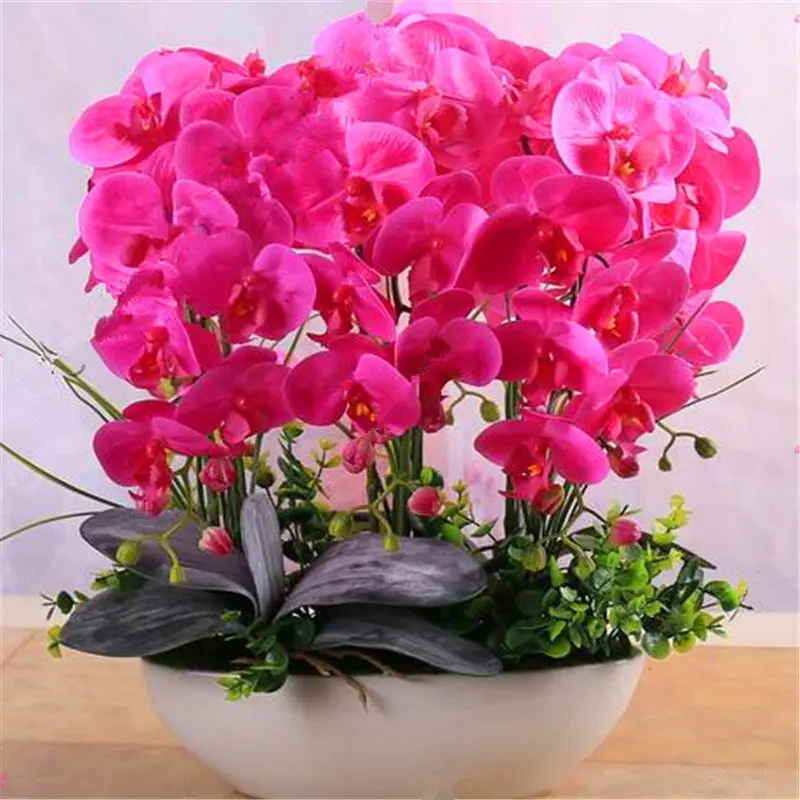 100pcs Phalaenopsis Orchid Flower 24 Colors Bonsai Plant Home Garden