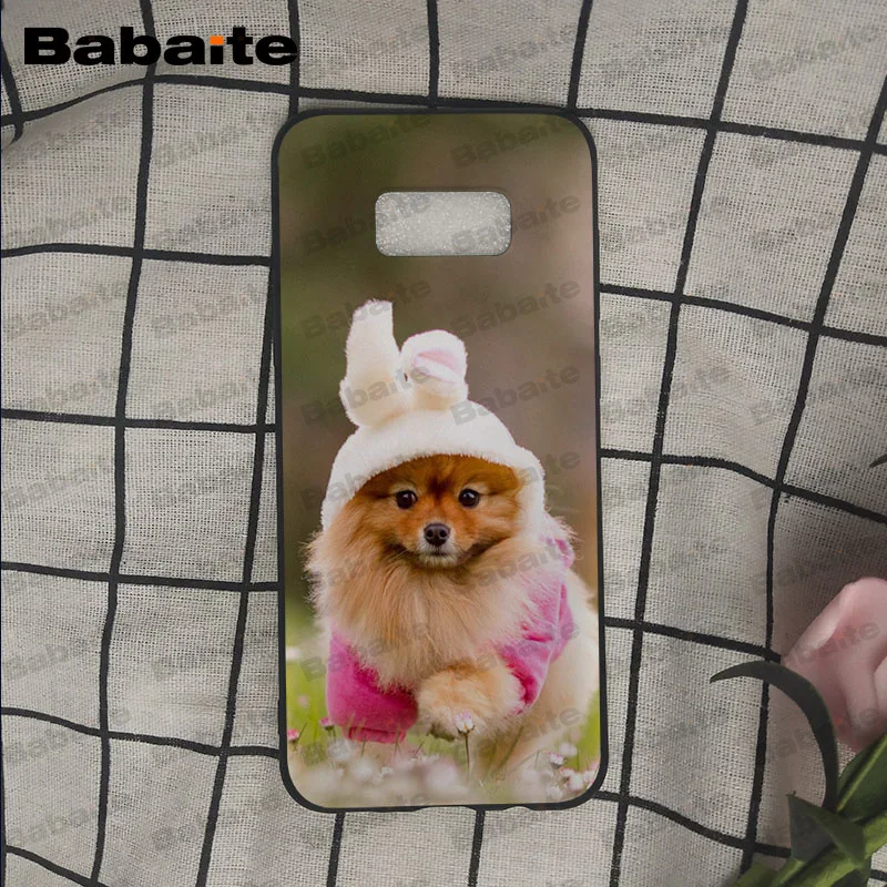 Pomeranian dogs puppy