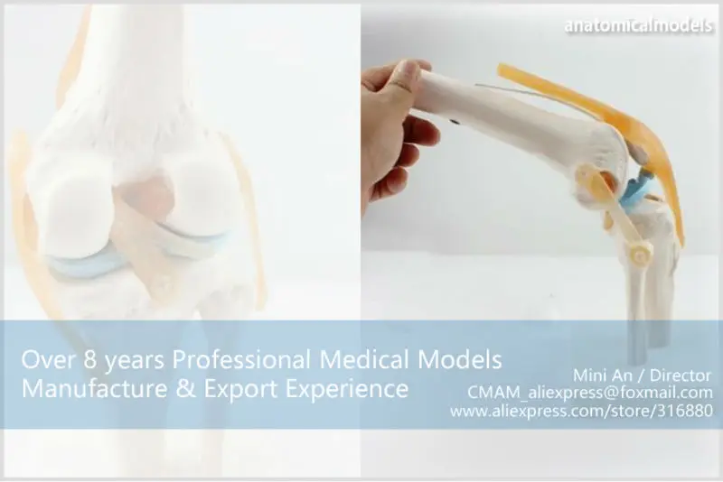 JOINT05 CMAM human knee joint models -1