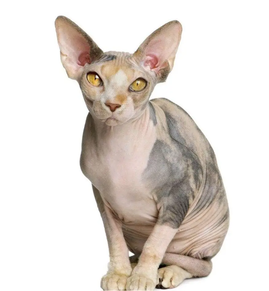 Брелок Sphynx в виде кошки животного позолоченный серебряный подарок для сумки
