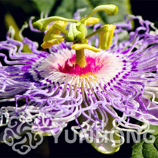 Compare Prices On Spider Plant Online Ping Low Price 100pcs Beautiful Spider Flower Spectabilis Seeds Clic Cottage Garden Plant For Pot Planters
