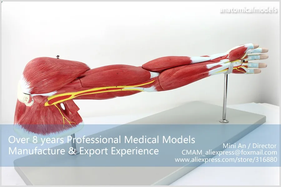 MUSCLE03 CMAM model Muscles of Arm with Main Vessels 3
