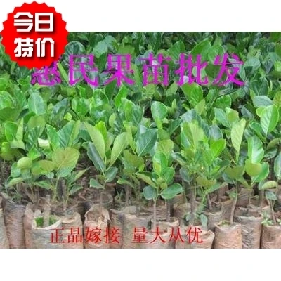 Fruit Tree Seedlings / American Plum Fruit Tree Seedling Edible Fruit Hardy Live Plant Cold Hardy Trees Home Garden Worldenergy Ae / Check spelling or type a new query.