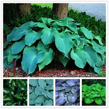 100pcs/bag hosta plants,Hosta ‘Whirl Wind’ in full shade,hosta flower,flower seeds,grass seeds,Ornamental Plants for home garden