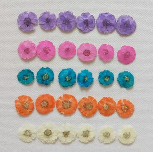 

250pcs 1.5cm Pressed Dried Dyed Bellis Perennis L. Flower Plant Herbarium For Jewelry Postcard Invitation Card Phone Case DIY