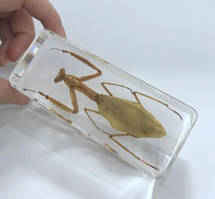 YQTDMY винтажный молящийся мантис насекомое образец в прозрачном Lucite пресс-папье ремесла