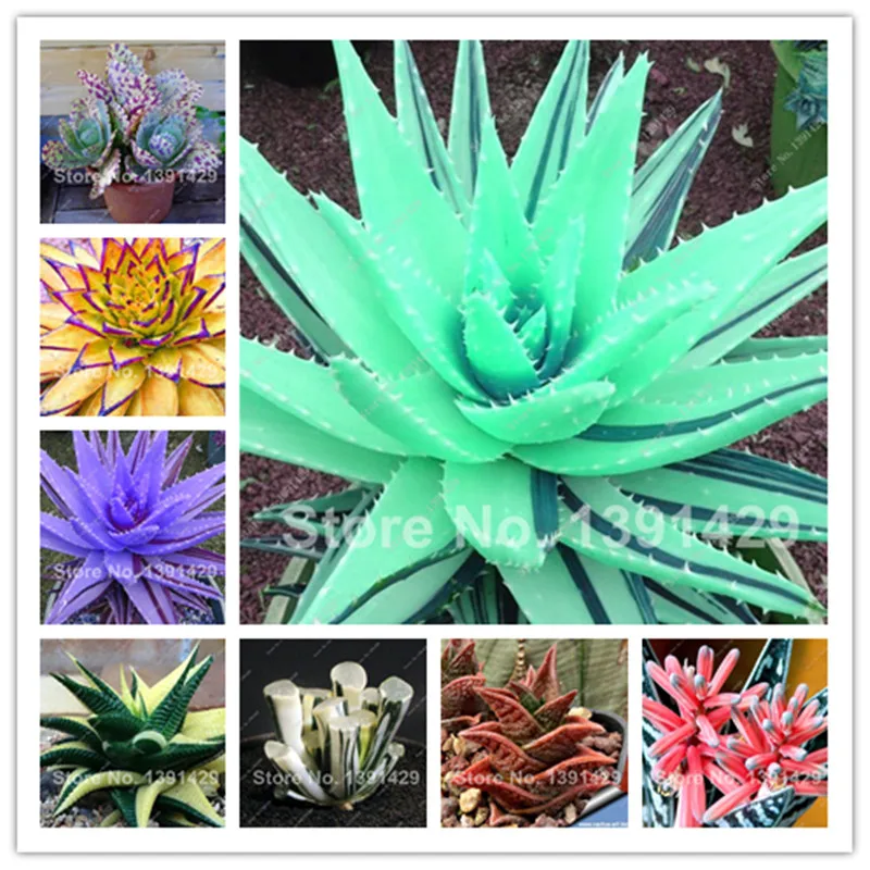 

150 Pcs Rainbow Aloe Vera Bonsai Rare Succulent Lucky Aloe Plants Indoor Bonsai Edible Beauty Fruit Vegeable Pot Plant Easy Grow