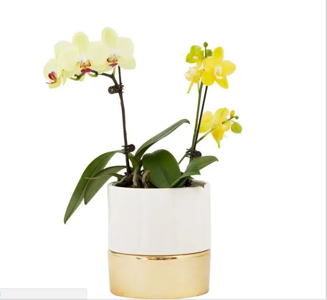 NEW ARRIVAL Ceramic Flowerpot White+Gold Mixed Color Planter Suitable For Succulents and Water Planting Plants | Дом и сад