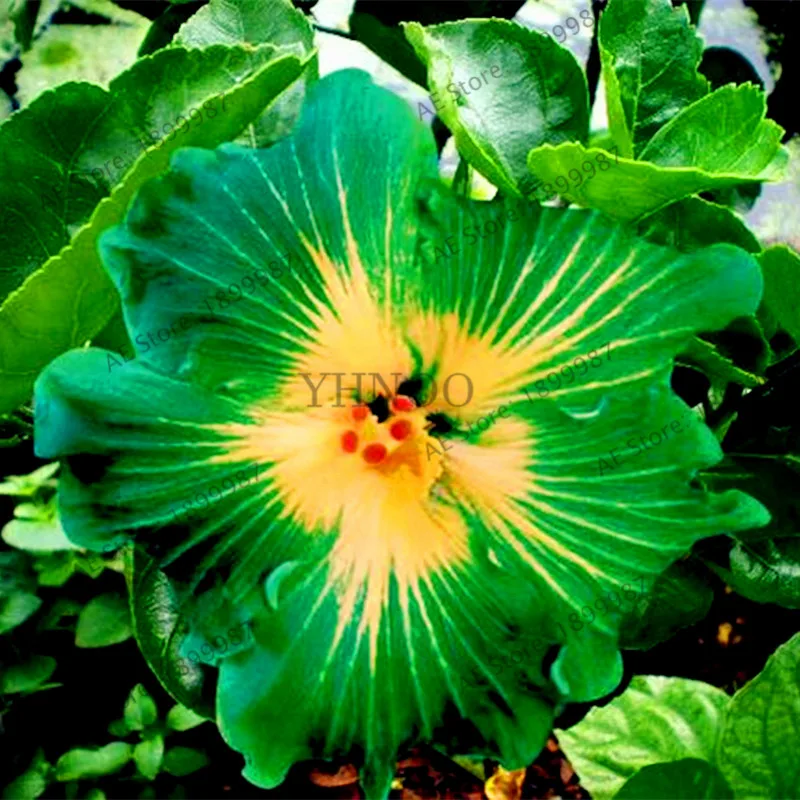 Купить Семена Гибискуса На Озон