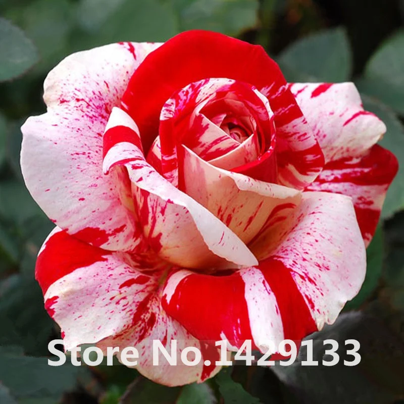 Aliexpress Rare Flowers Seeds 200pcs Strip Shrub Rose Aliexpress Rare Flowers Seeds 200pcs Strip Shrub Rose Home Gardens Bonsai Exotic Plant Of Perennial Garden Flower Free Shipping From