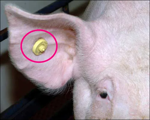 100 шт./лот EM4305 134.2 кГц ISO11784/85 RFID ТПУ кличка для животных крупного рогатого скота Овцы свиньи управления