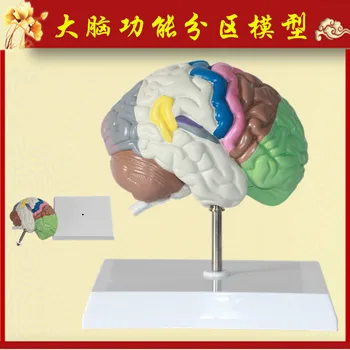 

1:1 Life Size PVC Big Brain Anatomy Model Colored Brain Functional Zoning Model Medical Anatomical Detachable Humans Brain Model