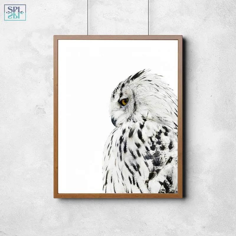 owl (1)