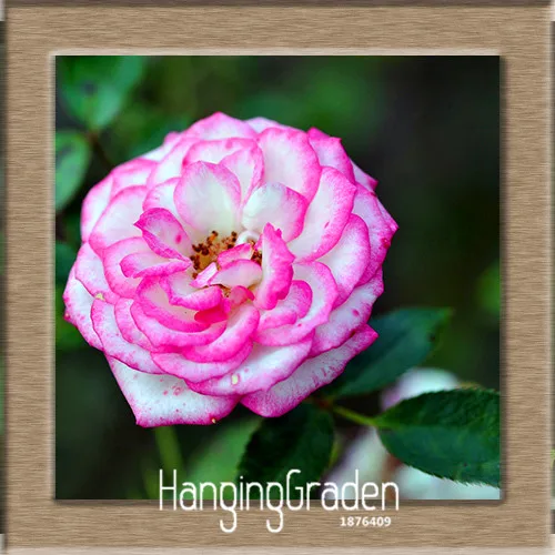 Бонсай! Белое сердце розовый боковая Роза сад 24 цвета растения в горшках розы Редкие Цветочные плантации балкон 50 шт,# KJ1W18 - Цвет: 10