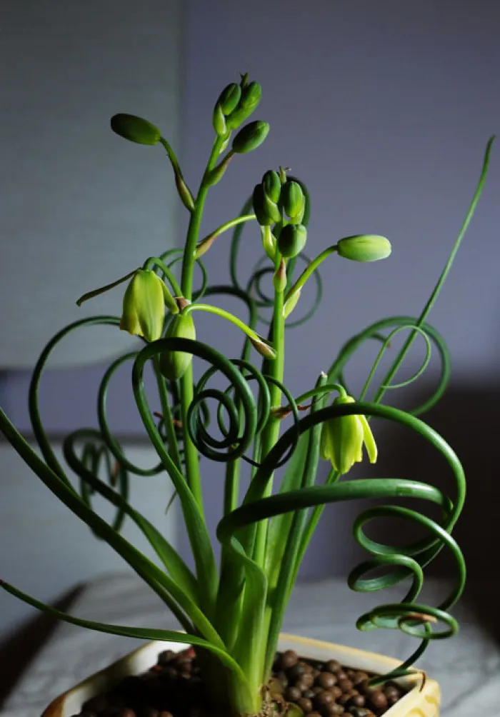 100 шт. свежие реальные Albuca namaquensis Baker-Tanhuangcao-сочные растения Semillas sementes