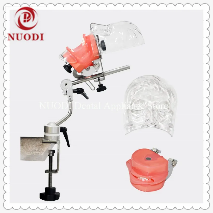 

Dental Training Manikin M1005/Simple Dental Simulation Practice Manikin/Dental Education Manikin