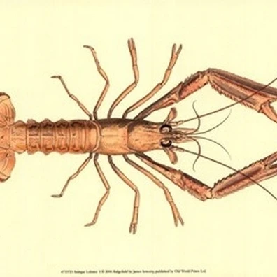 Antique Lobster I Poster Print by James Sowerby (13 x 10)