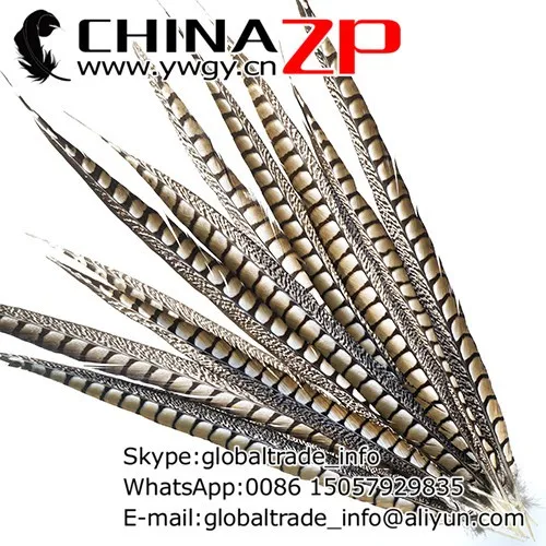 Lady Amherst Pheasant feather ranges in size from 20-30 inches and is a stiff feather.