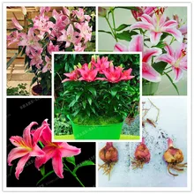 2 лампы настоящие розовые лампочки лилии бонсай цветок комнатное растение поглощение излучения естественный рост цветок бонсай