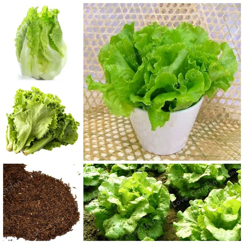 100 шт салат бонсай здоровый вкусный NON-GMO овощей бонсай легко выращивать большой салат Dhoice бонсай растение для домашнего сада