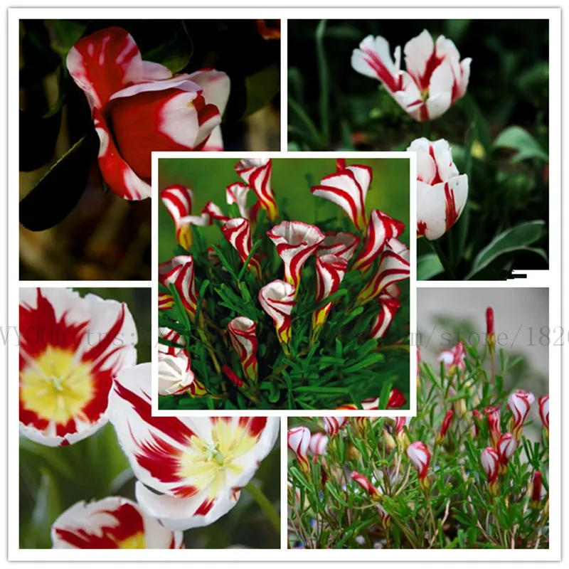 

100 pcs Rare Oxalis Versicolor Candy Cane Sorrel Bonsai World's Rare Flowers seedsplants For Garden Home Plants B59