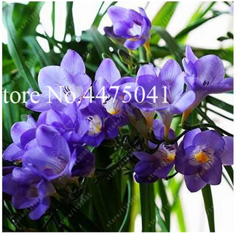 120 Pcs Freesia Bonsai Garden Freesia Bulbs Flower Bonsai Flower Flowers Orchid Freesia Rhizome Bulbous Flowers (Mix Colors)