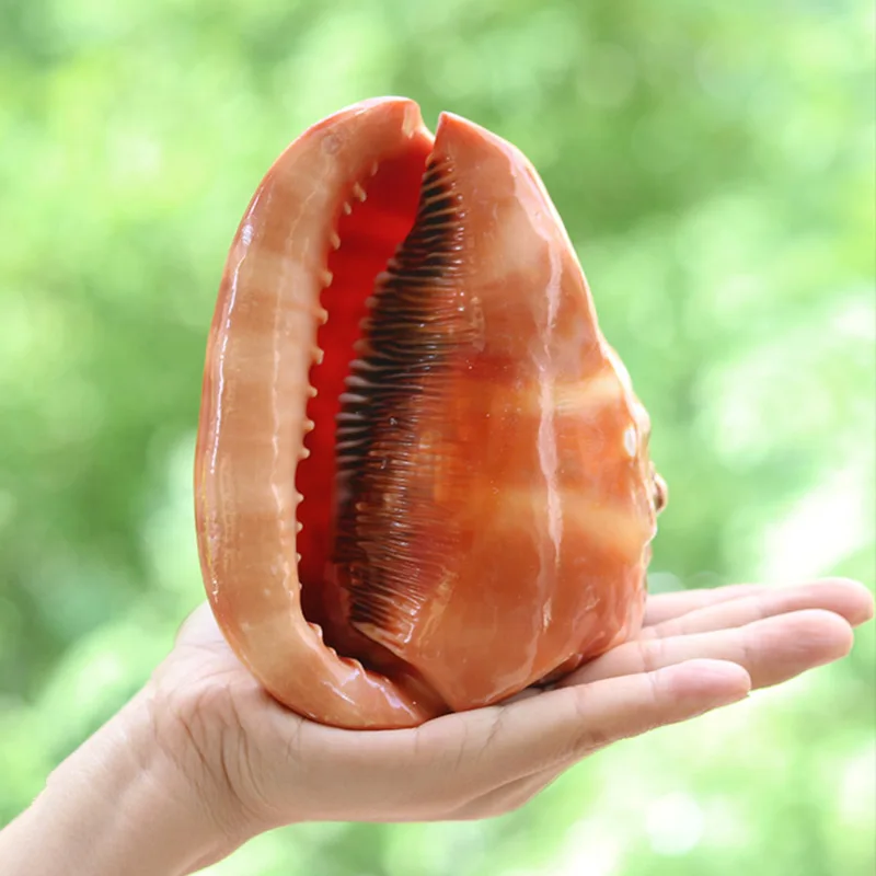 

Fashion Conch Shells Marlboro Home Platform Decoration Mediterranean Ornament Fish Tank Scenery Conch Micro-landscape Ornaments