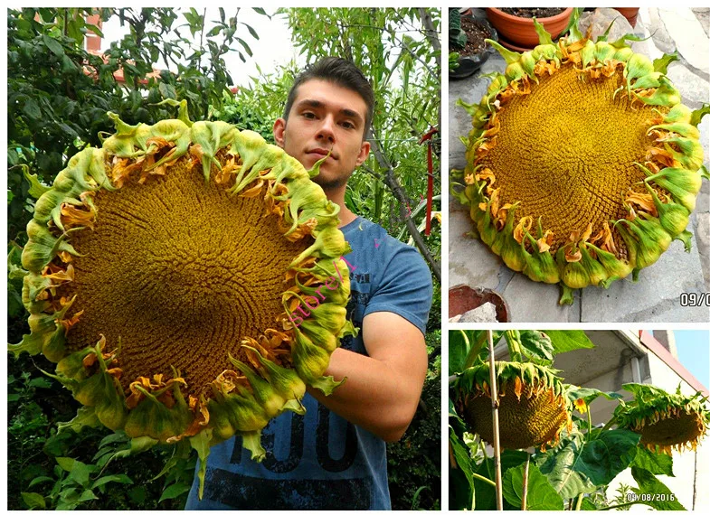 20 Skyscraper "12 Feet Tall" Sunflower Seeds Easy To Grow Home Garden Bonsai Flower Seeds