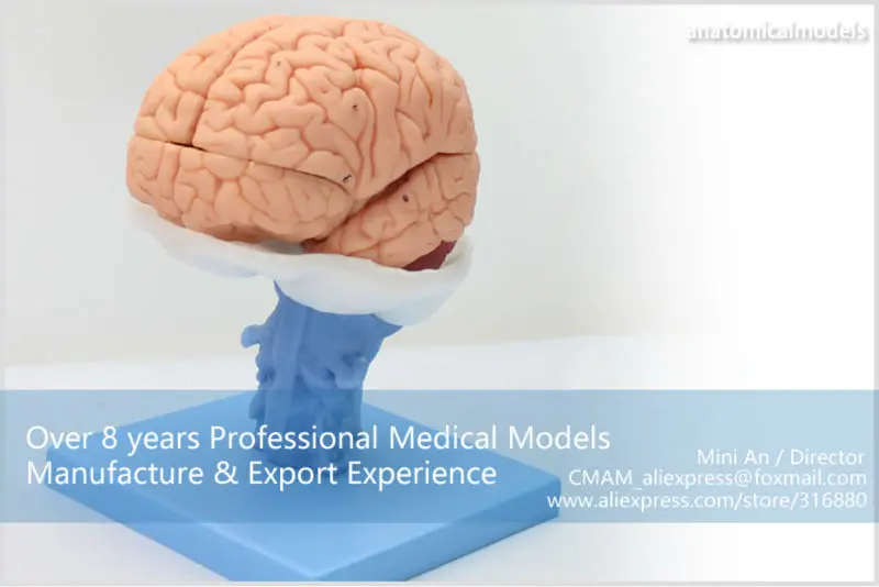 BRAIN06 CMAM BRAIN ANATOMICAL MODEL 15-PARTS 9