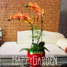 New Arrival!phalaenopsis orchid plant, free phalaenopsis seeds Indoor planting flowers 50seeds,#1UJOE9