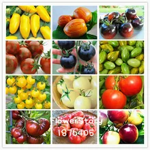 100 шт./лот, волшебные семена шалфея, семена салвии апианы, садовые травы, цветы, семена, редкие японские домашние декоративные растения, бонсай