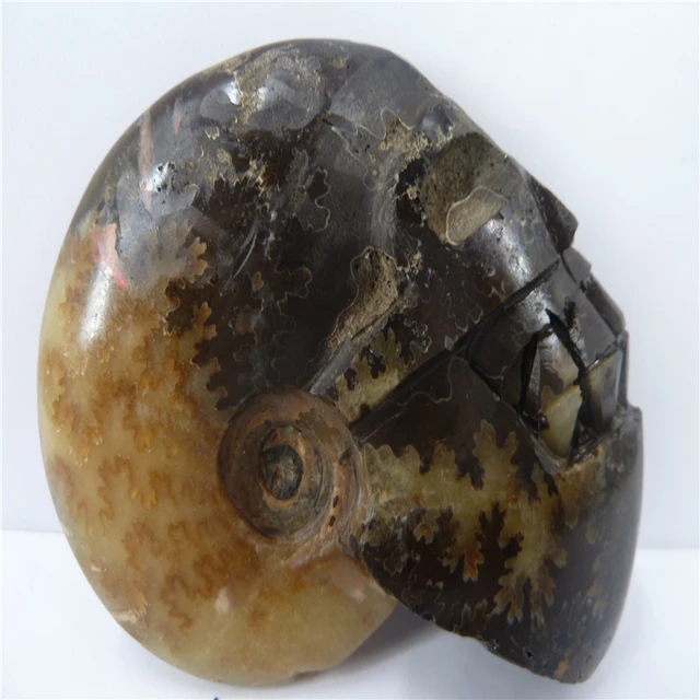 Best Price  NATURAL Conch fossil Crystal carved skull HEALING  T451