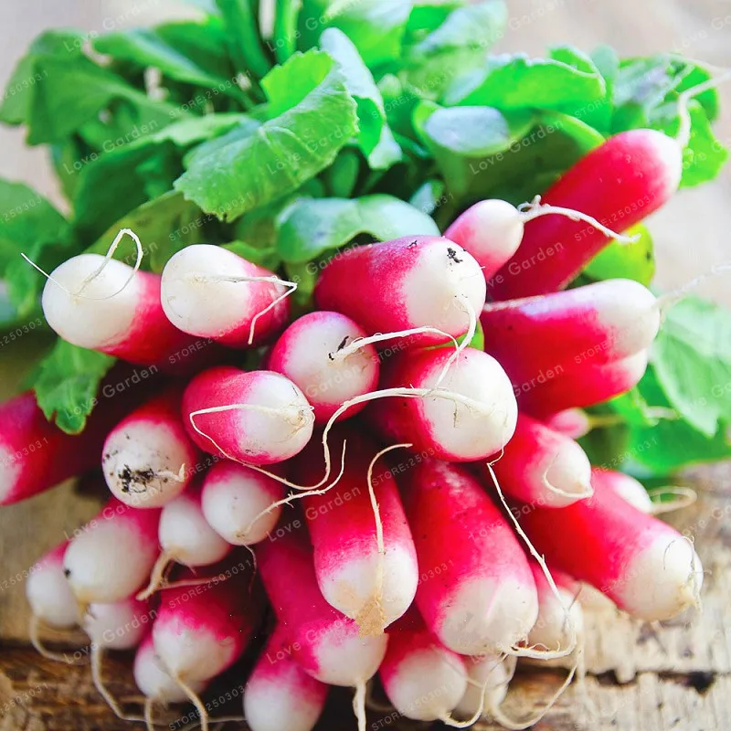 Сорт редиса французский завтрак. Редис дамские пальчики. Длинный редис. Редис французский завтрак семена. Семена редис 18 дней "кольчуга new".